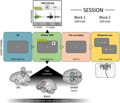 Online neurostimulation of Broca’s area does not interfere with syntactic predictions: A combined TMS-EEG approach to basic linguistic combination